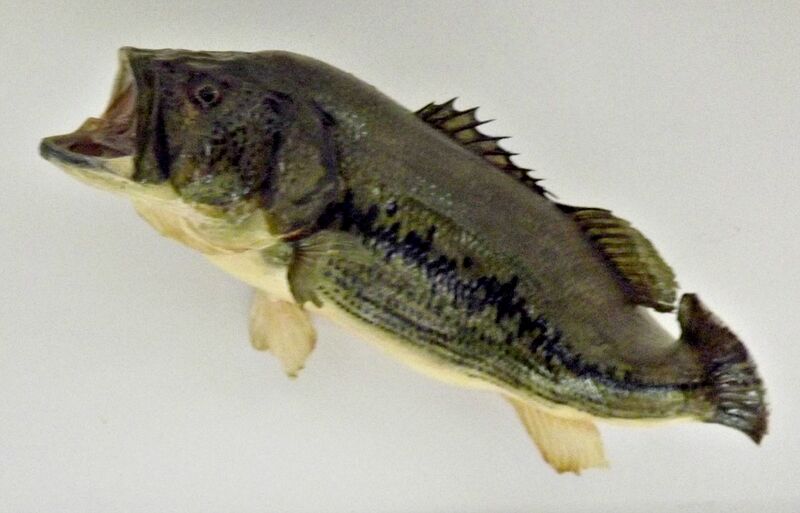File:Fish 2.jpg