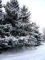 Pines in the snow - Dec 2009.jpg