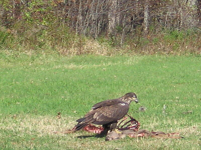 File:Golden Eagle Switzkill Valley Oct 2009.jpg